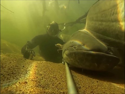 Plongée dans la Plongée dans la Loire: énormes silures, carpes et sandres !!