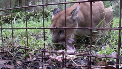 Big Cats And Their Thanksgiving Turkeys