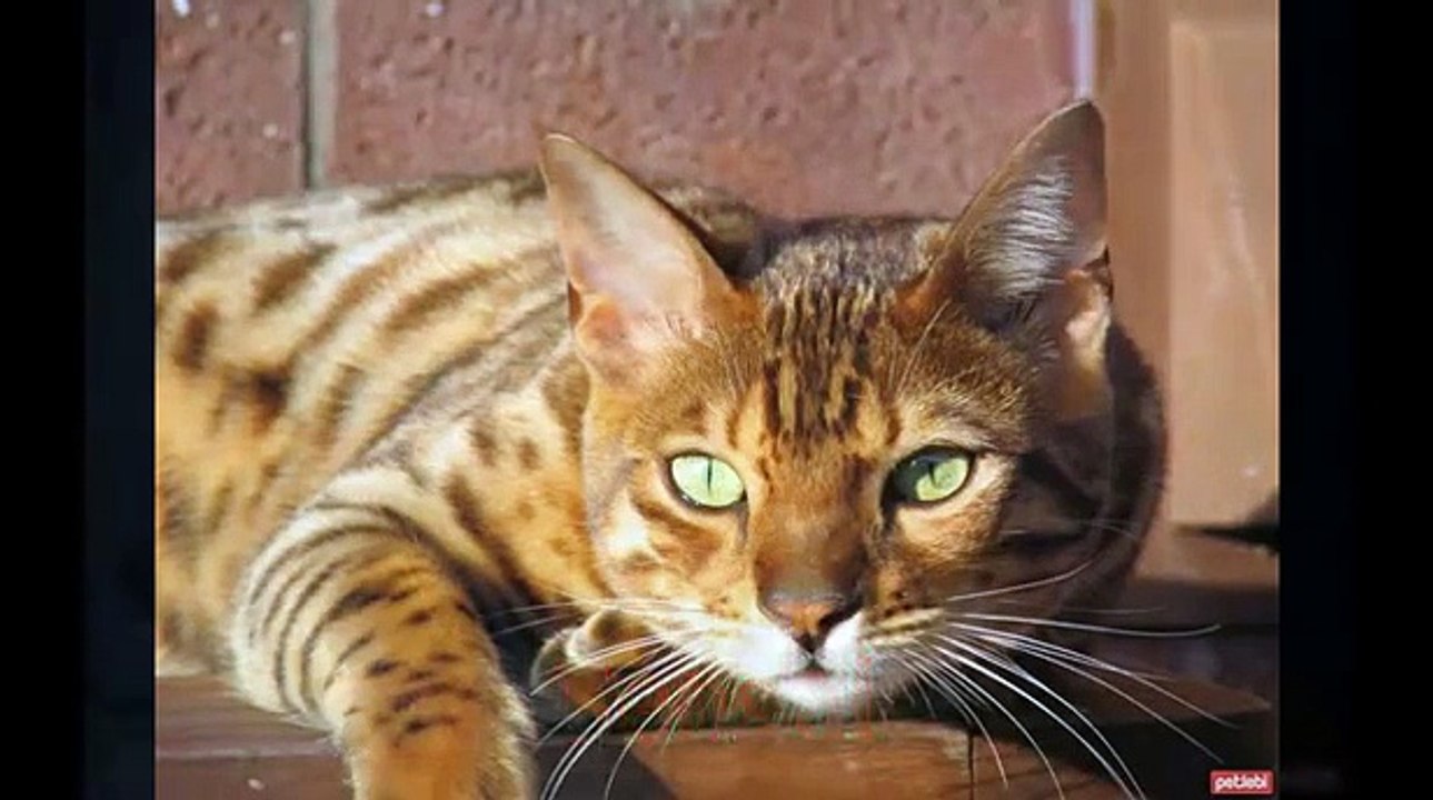 Kedi Cinsleri ve Kedi Irkları