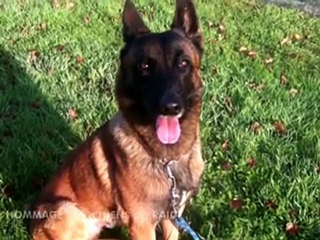 "Diesel ne reviendra jamais"... Témoignage du maître de Diesel