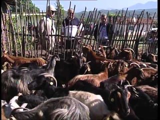 Tải video: VAKSINIMI I BRUCELOZES VIJON AKSIONI I MINISTRISE SE BUJQESISE NE KRUJE LAJM