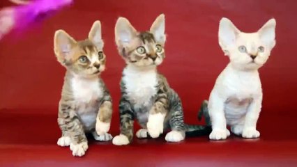 Коты танцуют! Супер позитив