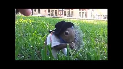 funny Animals- funny kids-funny baby-funny movies-funny dance