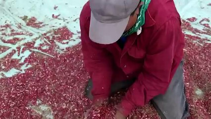 Los milagrosos frijoles contra la sequía de Centroamérica