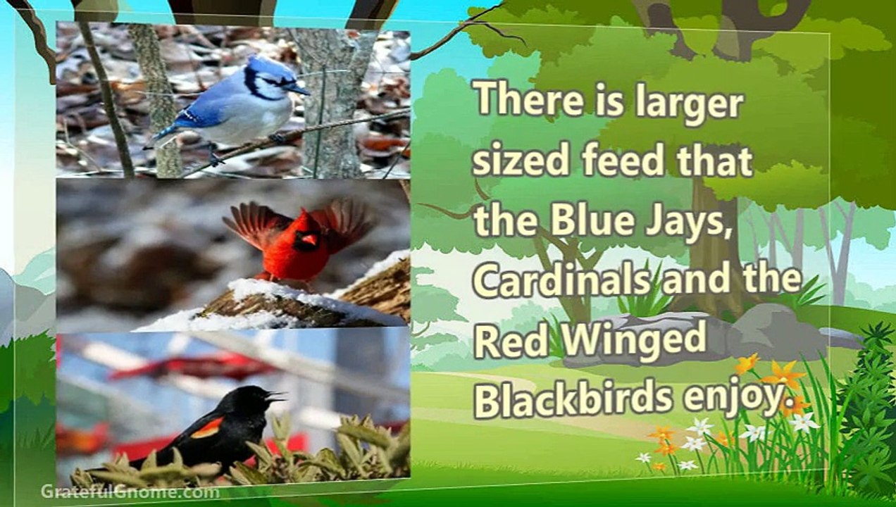 All About Birds