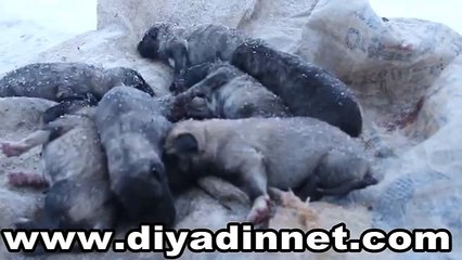 Çöpe atılan yavru köpek anne diyor