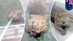 Drowning wombat rescued by Aussie fishermen off the coast of Tasmania