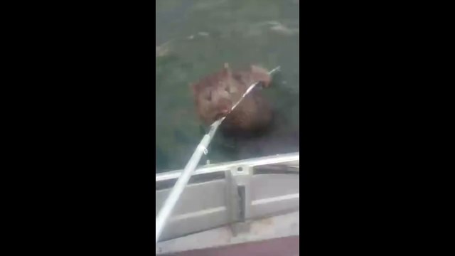 Fishermen Save Distressed Wombat in Tasmania