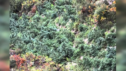 SEKUESTROHET 3.2 TON KANABIS NE TEPELENE