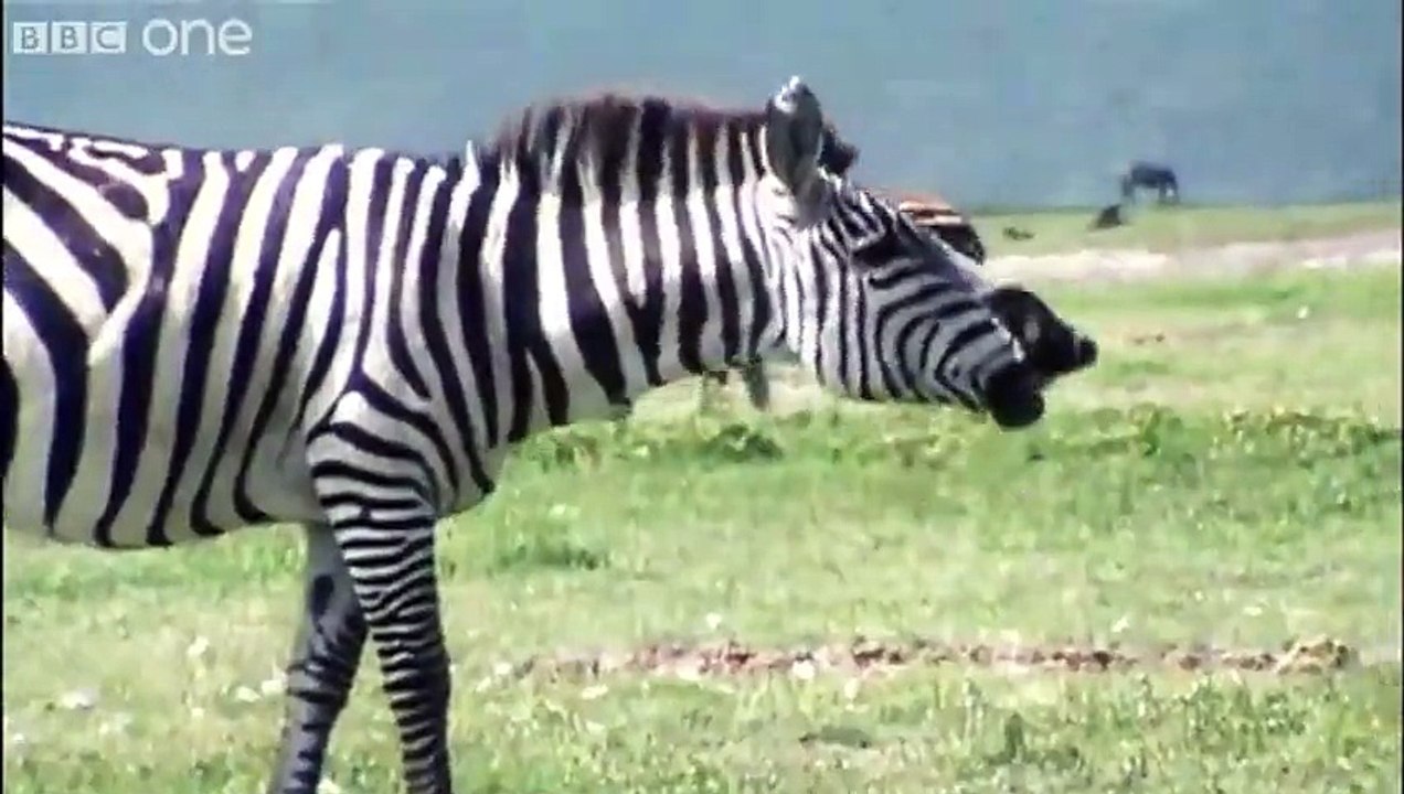 Funny Talking Animals