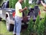 Tree Equipment for Arborvitae and Other Trees