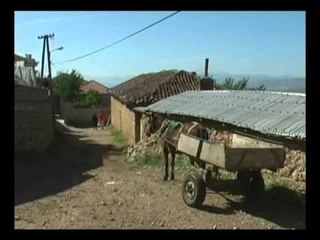 VRASJA E TREFISHTE NE KORÇE BURRI I GRUAS SE VRARE REFUZON TE TERHEQE KUFOMEN LAJM