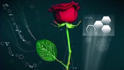 Zapping du 1er décembre 2015 - "Une rose dotée de circuits imprimés'