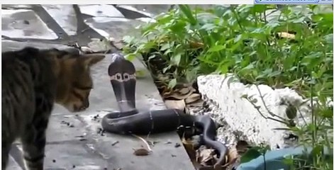 Cats & Snakes Fighting Real Life ☆ Animals Attack 1