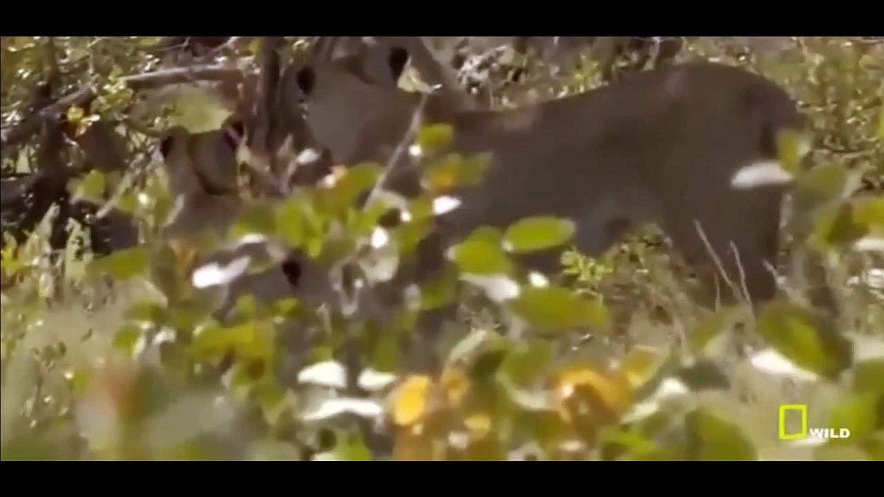 Lions Documentary Animal Planet - Lions Documentary National Geographic - Wild Lions Attac