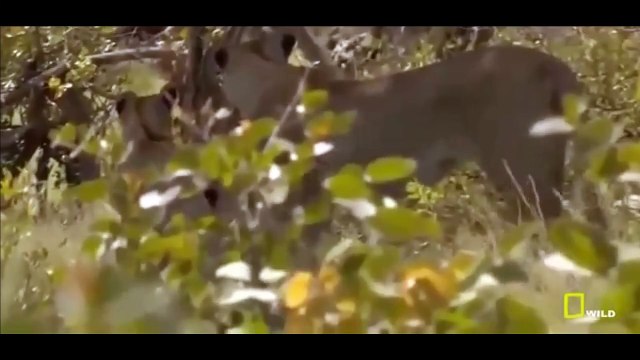 Lions Documentary Animal Planet - Lions Documentary National Geographic - Wild Lions Attac