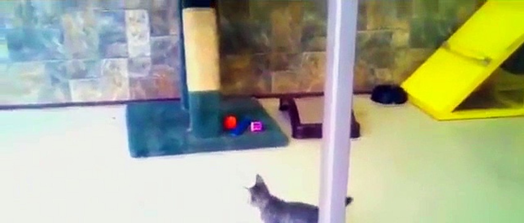 Funny Videos - Funny Cat - Best Funny Animals Compilation 2015