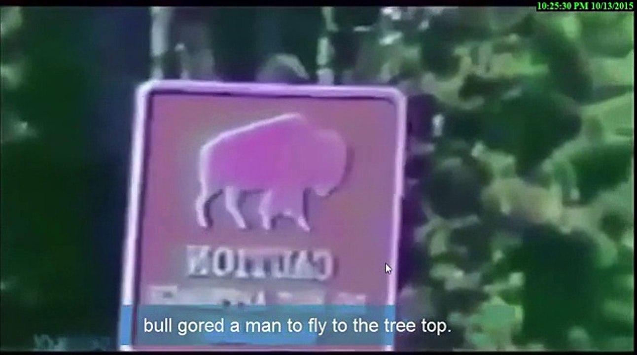 Animal attack humans  - Animal attack humans latest 2015