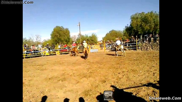 SUPER JARIPEO RANCHERO EXTREMO EN RANCHO NUEVO ZACATECAS LA MEJOR GANADERIA CON LOS MEJORES CABALLOS NOVIEMBRE 2015