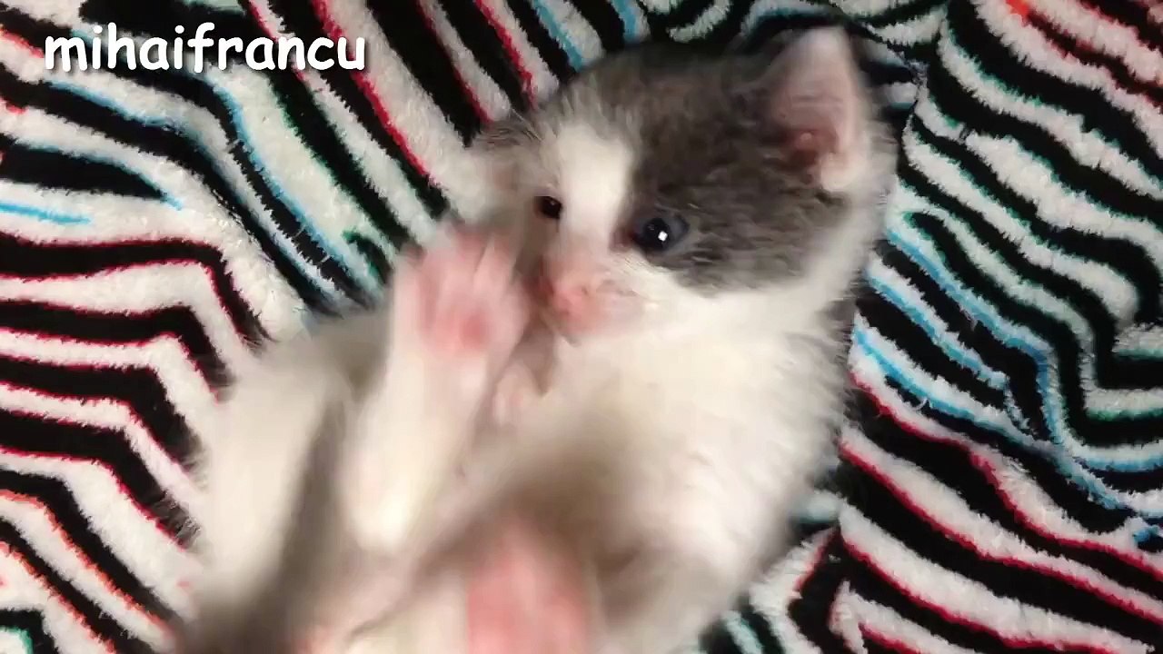 Kittens Playing Compilation || NEW HD