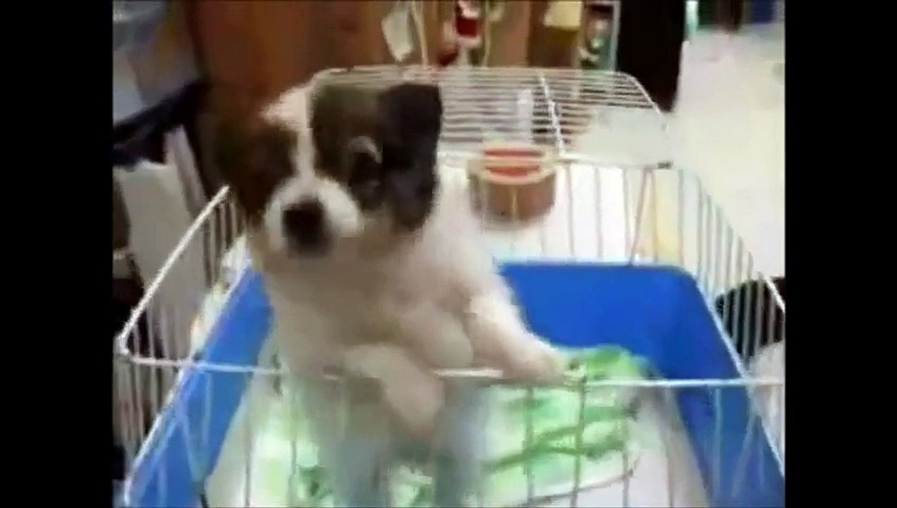 Dogs in Slow Motion 1000fps Orapup