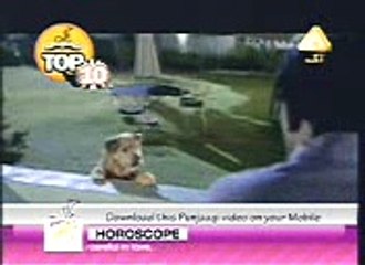 funny clip video Dog