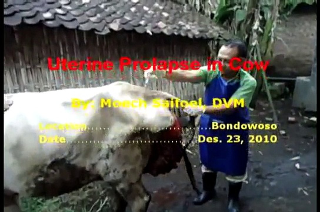 Cow Uterus Prolapse 2 Start the repair
