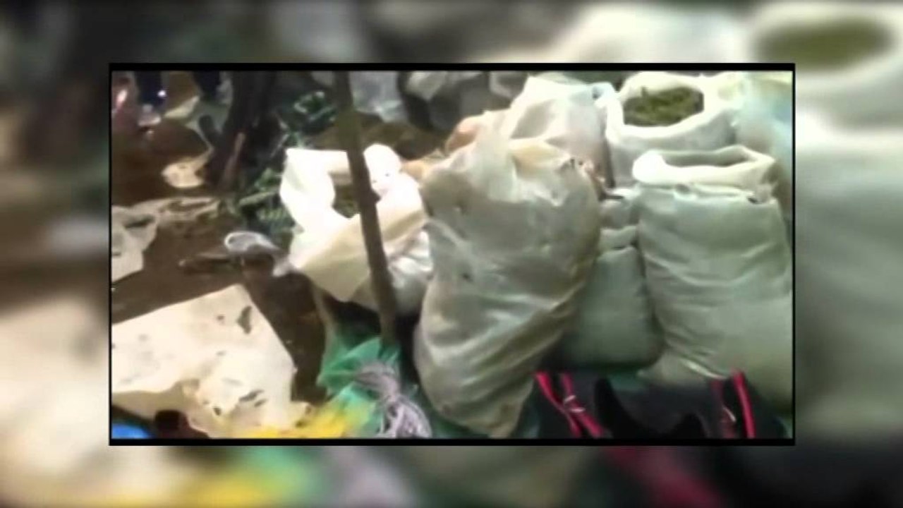 KAPEN 700 KG KANABIS NE POGRADEC,NJE I ARRESTUAR NDERSA DY U SHPALLEN NE KERKIM LAJM