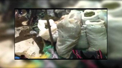 KAPEN 700 KG KANABIS NE POGRADEC,NJE I ARRESTUAR NDERSA DY U SHPALLEN NE KERKIM LAJM
