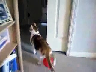 Кот и статическое электричество)