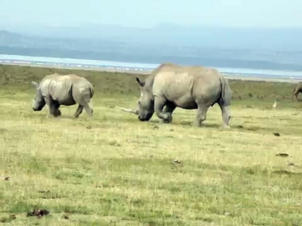 White rhino browsing in Lake Nakuru National Park