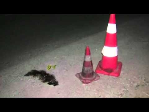 HUMB JETEN 13 VJECARJA GJATE NJE AKSIDENTI NE KURBIN,ARRESTOHET SHOFERI I MJETIT LAJM