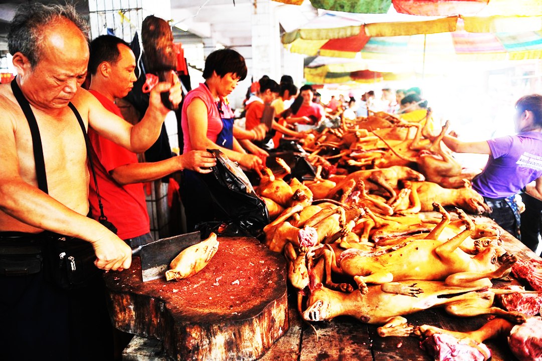 The Secrets of Chinese Feast - Les Secrets du Festin Chinois