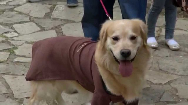 Fisi Faunes - Sezoni 3 / Episodi 6