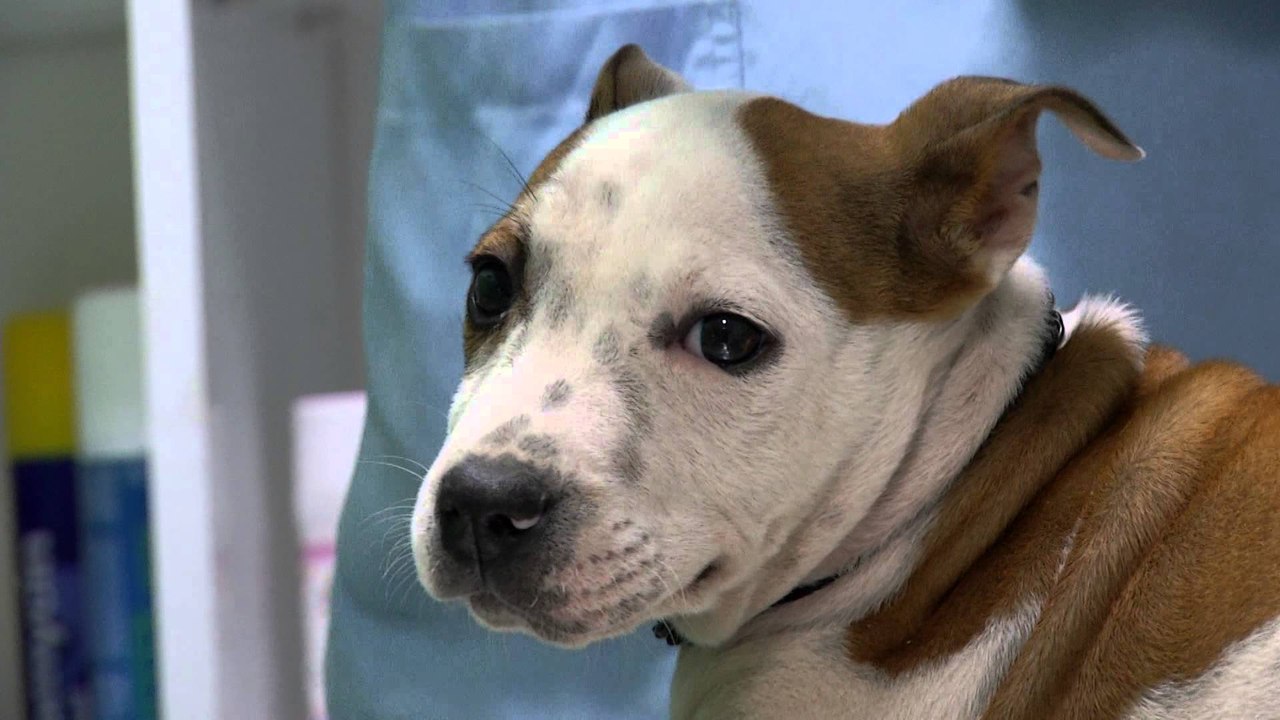 Fisi Faunes - Sezoni 3 / Episodi 7