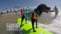 Wanderlist - Watch the World's Only Dog Surfing Competition