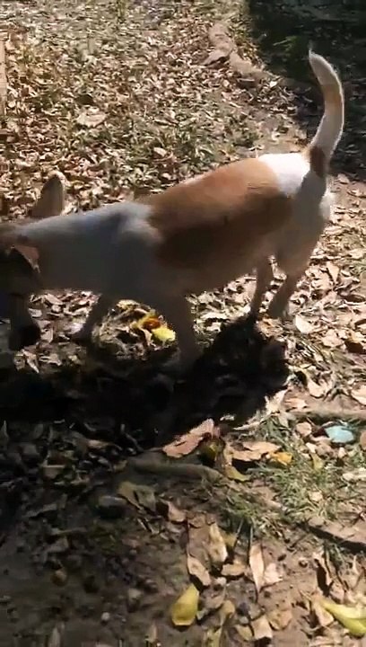L'amour d'une maman chienne qui enterre son bébé mort