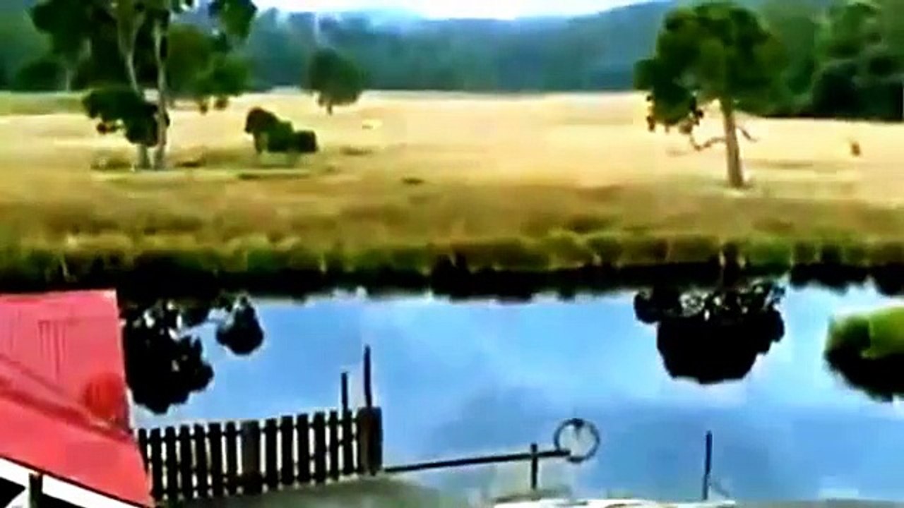 Top 10 Most Dangerous and Amazing Animals in The World