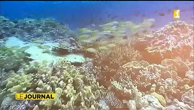 Réchauffement climatique les coraux en danger