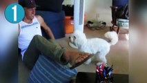 Oyun Oynamayı Beceremeyen 15 Köpek