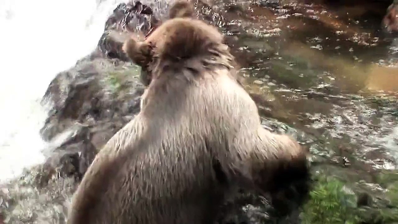 Un homme s'amuse avec ours brun sauvage