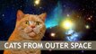 CATS FROM OUTER SPACE