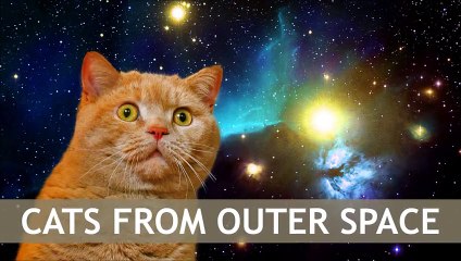 CATS FROM OUTER SPACE