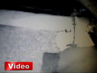 Aç kurtlar köpeği böyle parçaladı