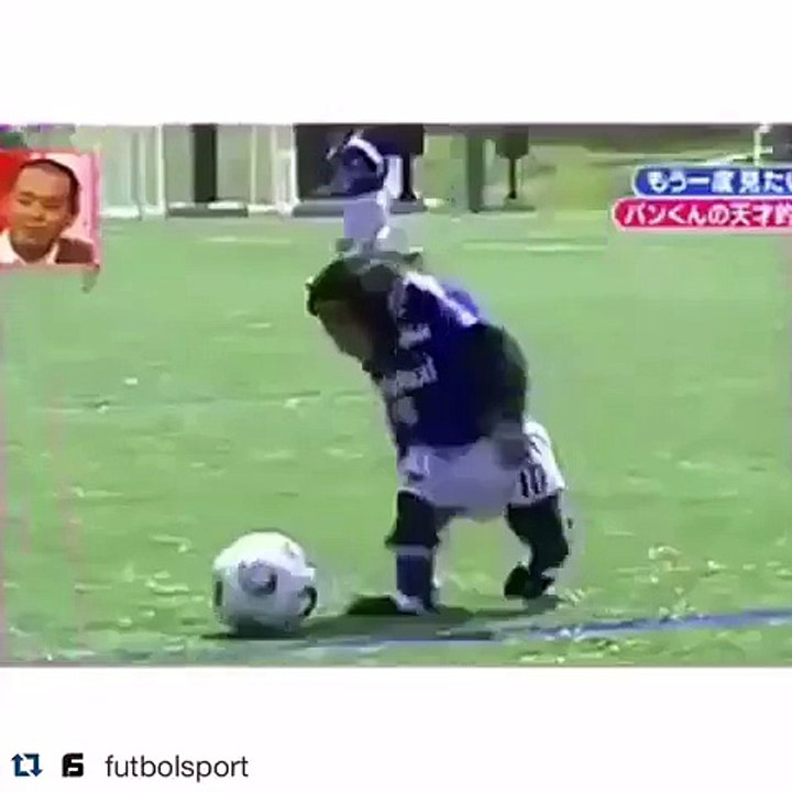 Quand un singe joue au football