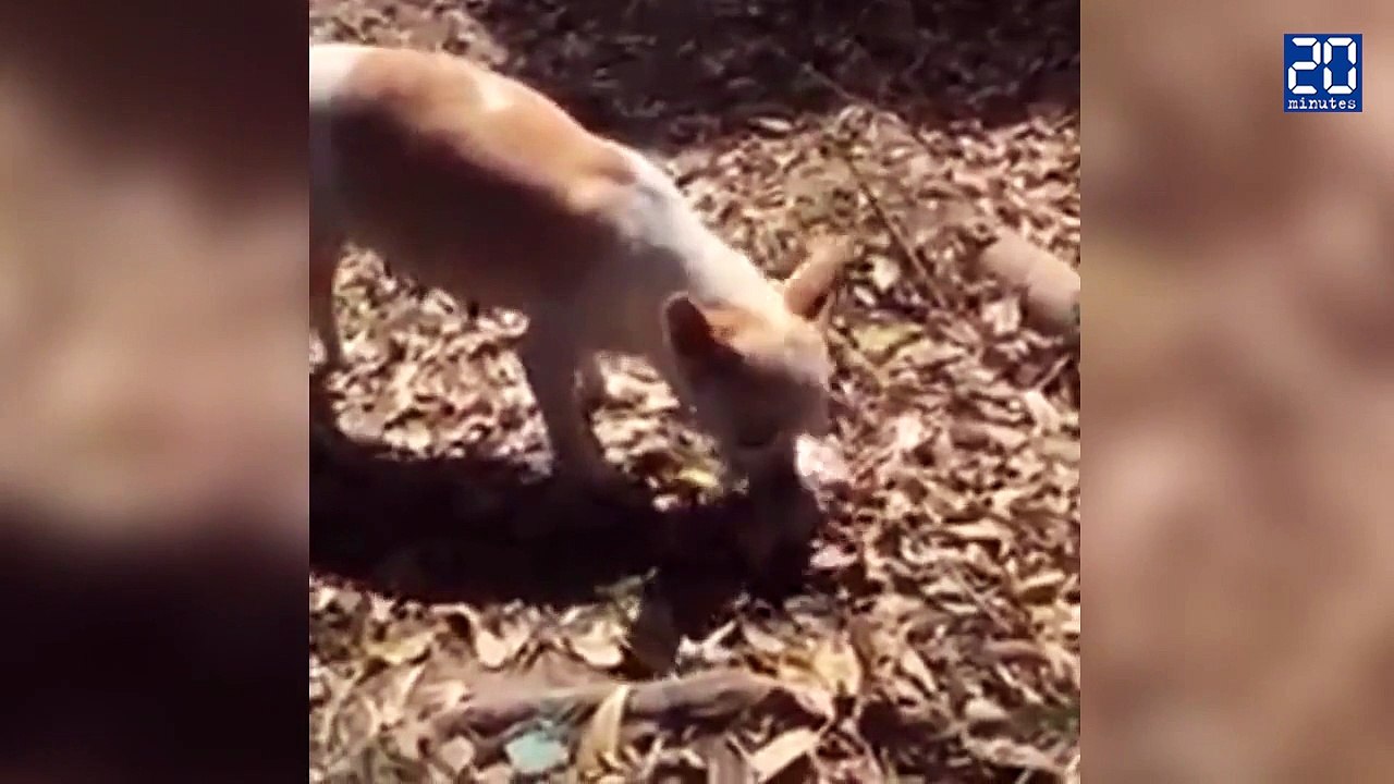 Un chien enterre son bébé chiot décédé