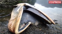 Chili: 337 baleines mortes retrouvées mystérieusement échouées