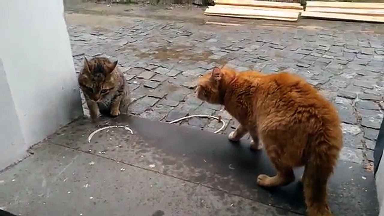 Ev Kedisi ile sokak kedisinin kavgası ( Kedi Kavgası )