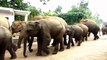 African Animals   Elephants Documentaries   African Elephants   Animal Videos   Forest Animals (2)