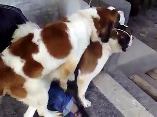 Saint Bernards playing and mating. Sint Bernards spelen en paren.